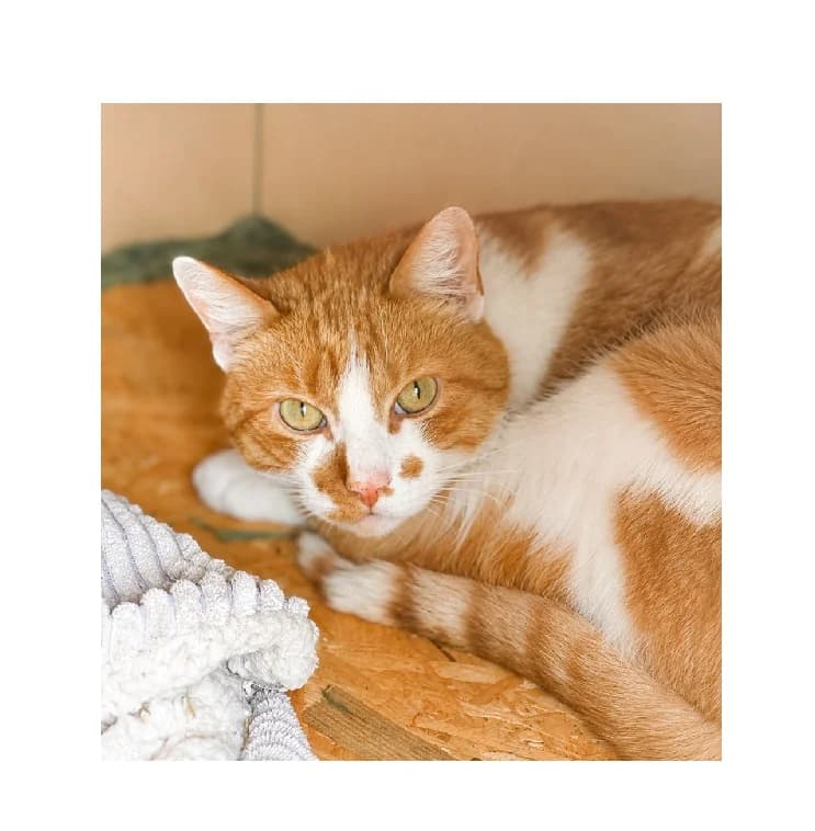 Rudzik, male 7yo Mixed Breed for adoption at Schronisko Wrocław, Wrocław
