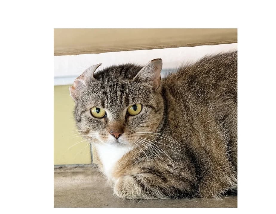 Rumi, female 6yo Mixed Breed for adoption at Schronisko Wrocław, Wrocław