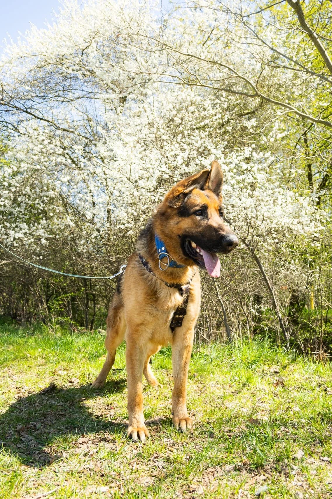 Sandor, male Mixed Breed for adoption at Schronisko Wrocław, Wrocław