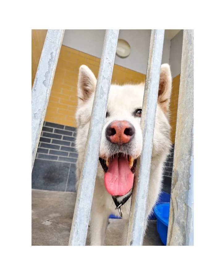Sejno, male 4yo Mixed Breed for adoption at Schronisko Wrocław, Wrocław