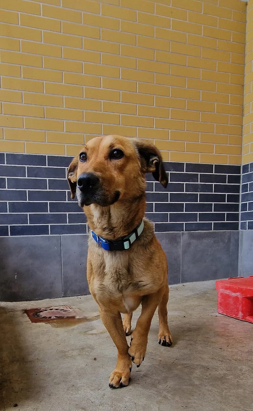 Simba, male 5yo Mixed Breed for adoption at Schronisko Wrocław, Wrocław