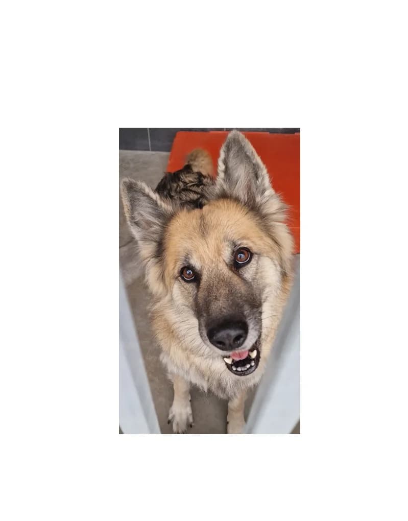 Sisi, female 6yo Mixed Breed for adoption at Schronisko Wrocław, Wrocław