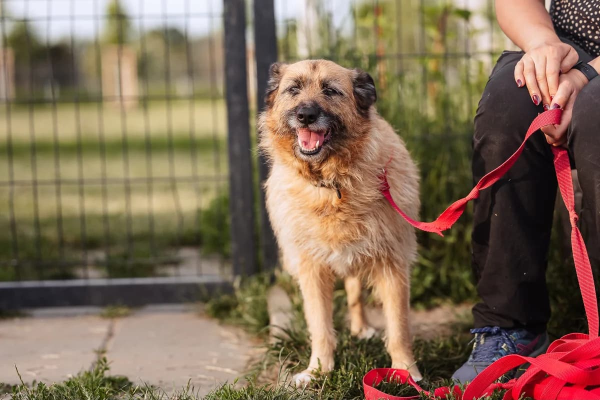 Sonia, female 7yo Mixed Breed for adoption at Schronisko Wrocław, Wrocław