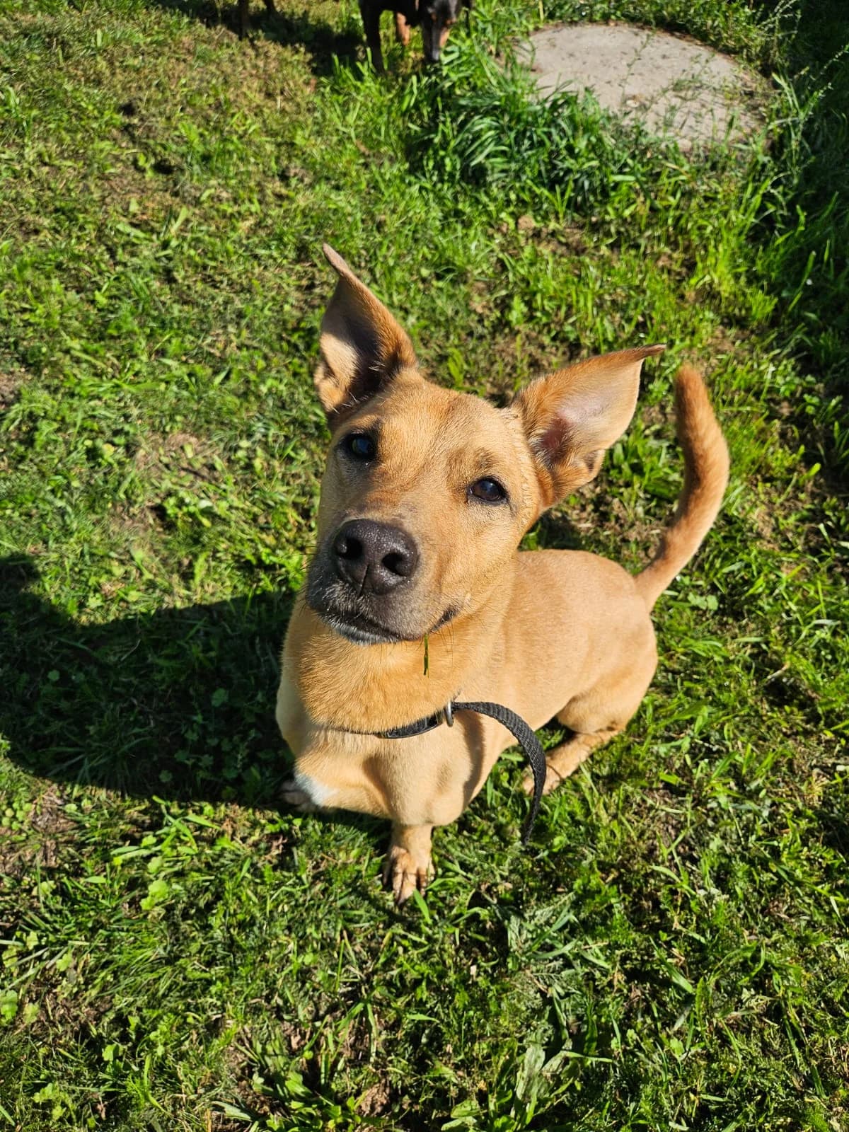 Tofik, male senior Mixed Breed for adoption at Schronisko Wrocław, Wrocław