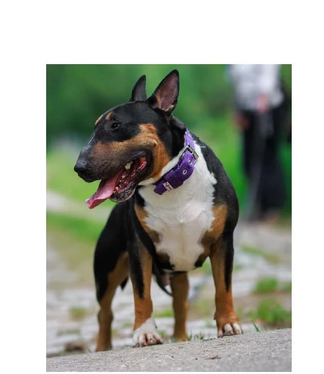Tolek, male 3yo Mixed Breed for adoption at Schronisko Wrocław, Wrocław