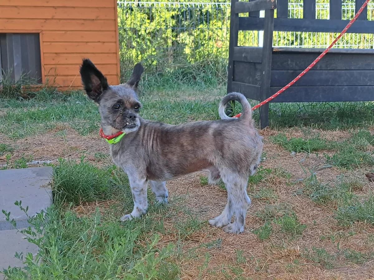 Tomcio, male 5yo Mixed Breed for adoption at Schronisko Wrocław, Wrocław
