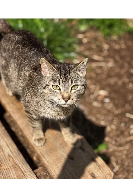 Truskawka, female 3yo Mixed Breed for adoption at Schronisko Wrocław, Wrocław