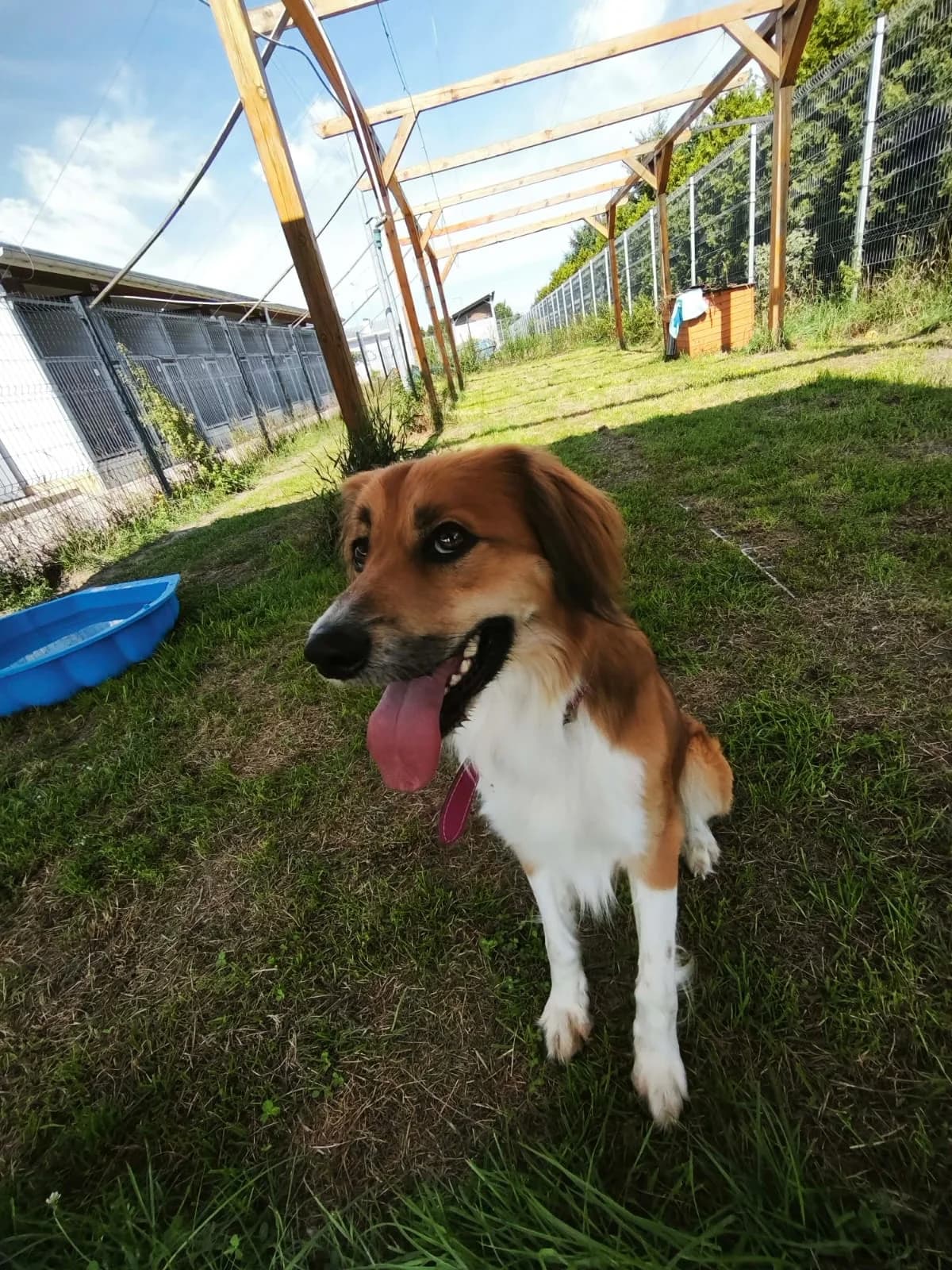 Tyson, male 3yo Mixed Breed for adoption at Schronisko Wrocław, Wrocław