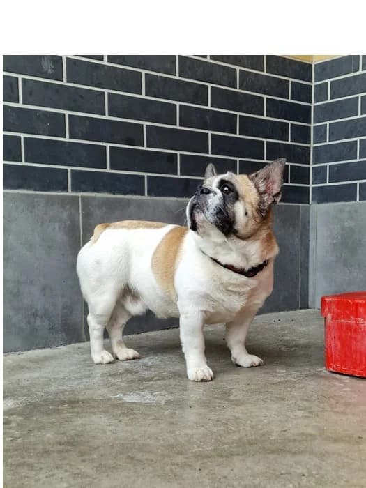 Vasia, male 4yo Mixed Breed for adoption at Schronisko Wrocław, Wrocław