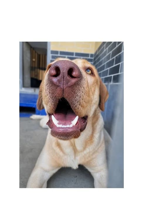 Waldek, male 3yo Mixed Breed for adoption at Schronisko Wrocław, Wrocław
