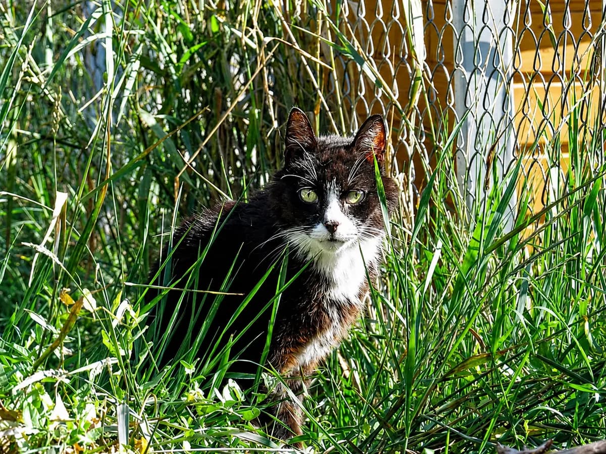 Weteran, male senior Mixed Breed for adoption at Schronisko Wrocław, Wrocław
