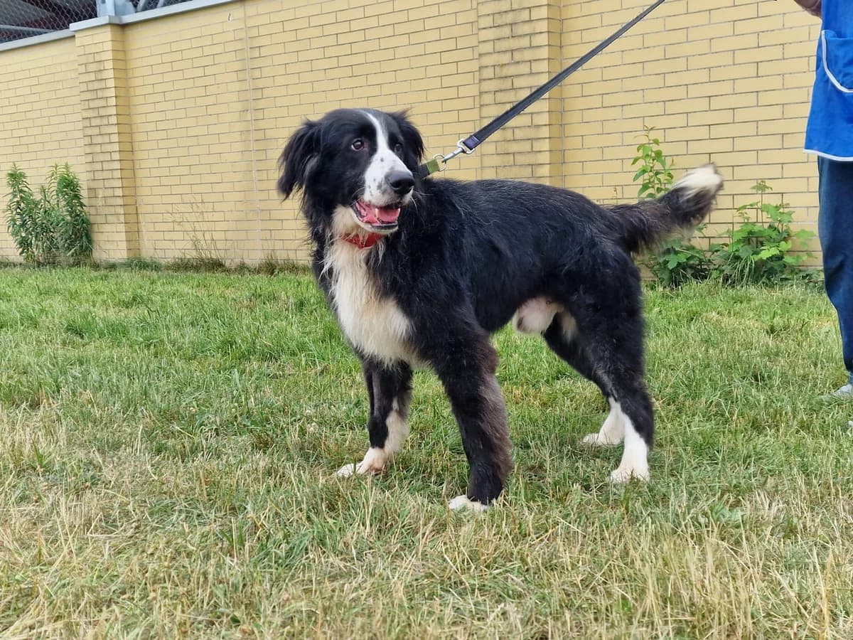 Wiking, male 4yo Mixed Breed for adoption at Schronisko Wrocław, Wrocław