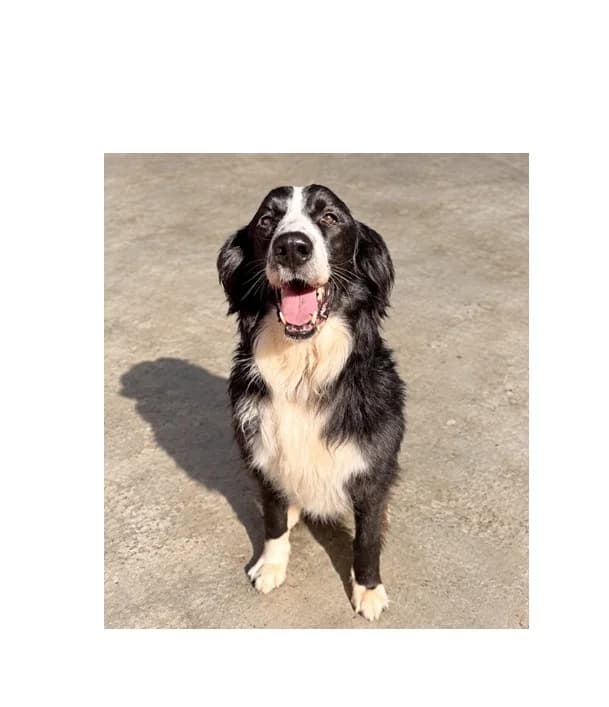 Wiking, male 4yo Mixed Breed for adoption at Schronisko Wrocław, Wrocław