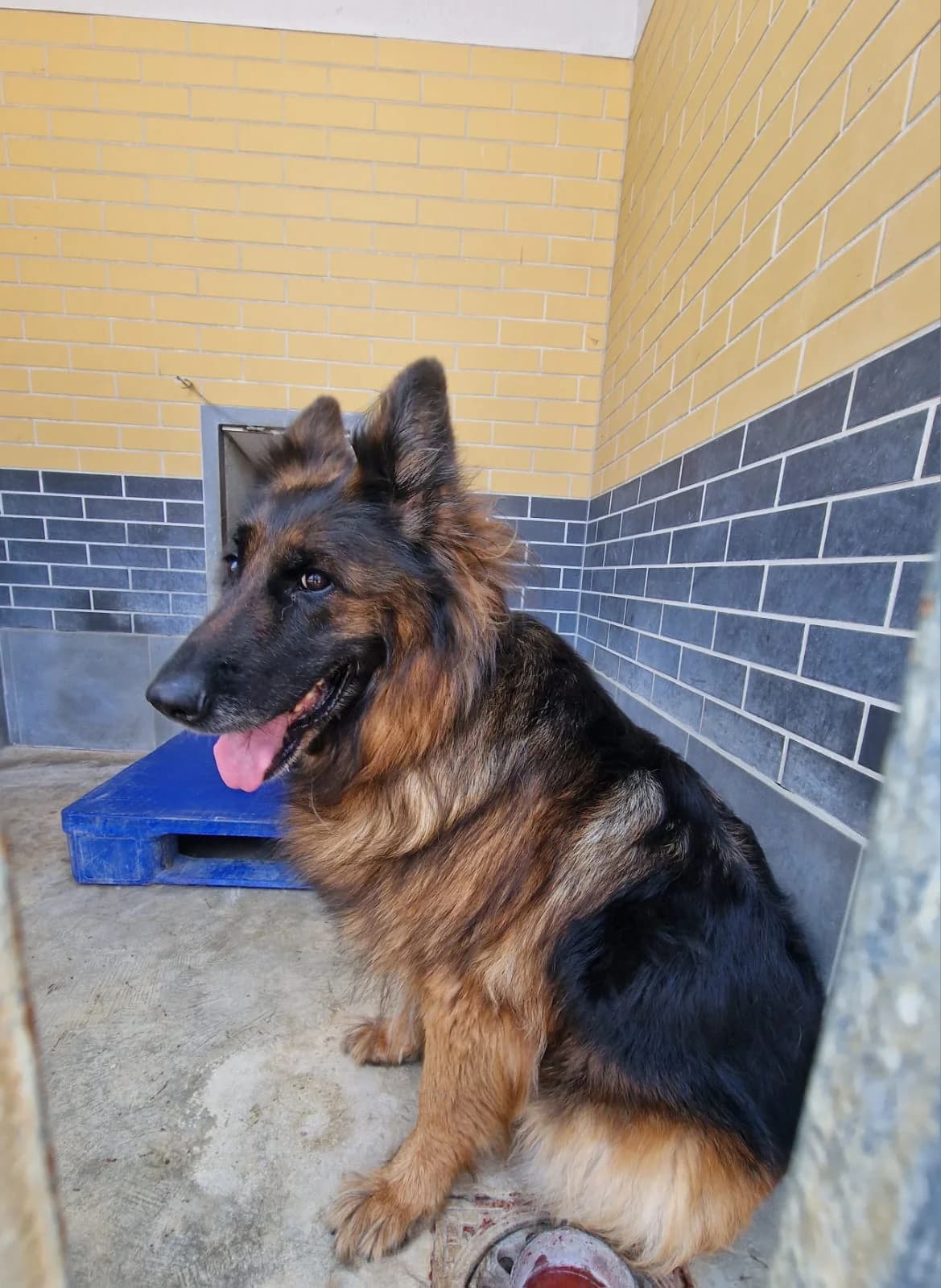 Wiśnia, female 7yo Mixed Breed for adoption at Schronisko Wrocław, Wrocław