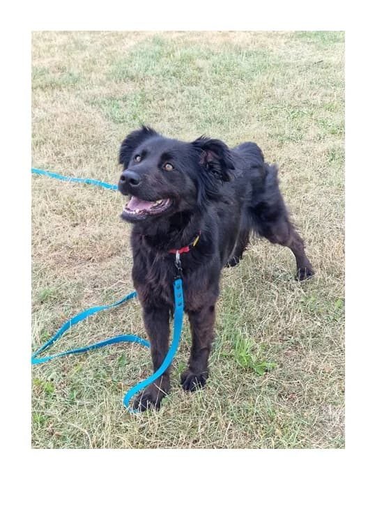 Zara, female 4yo Mixed Breed for adoption at Schronisko Wrocław, Wrocław