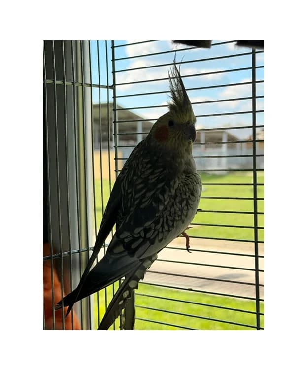Zoe, female Mixed Breed for adoption at Schronisko Wrocław, Wrocław
