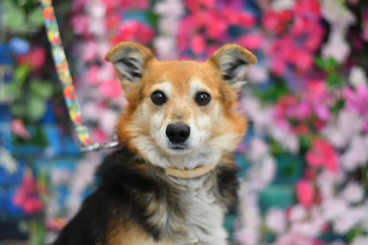 Amorek, female 4yo Mixed Breed for adoption at Schronisko dla Zwierząt w Zawierciu