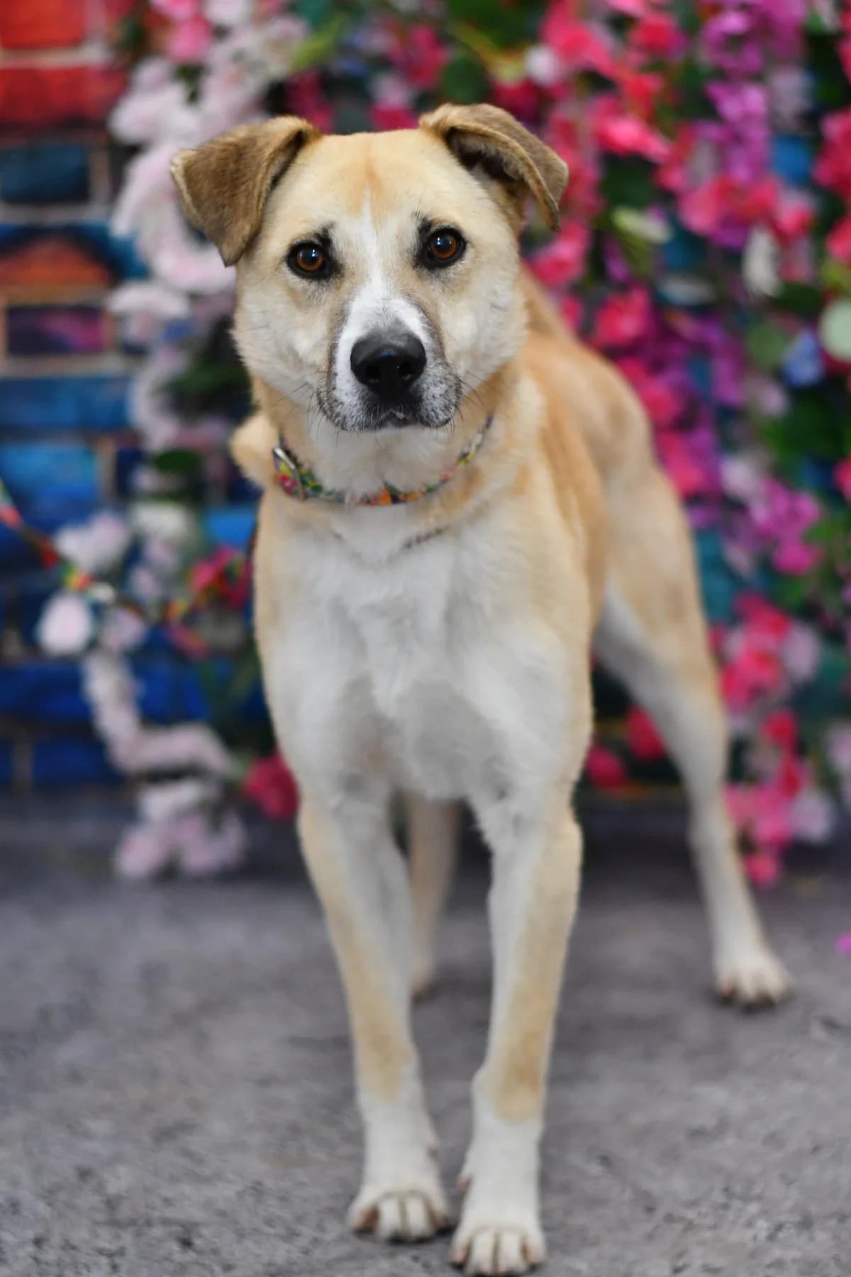 Andrucik, male Mixed Breed for adoption at Schronisko dla Zwierząt w Zawierciu