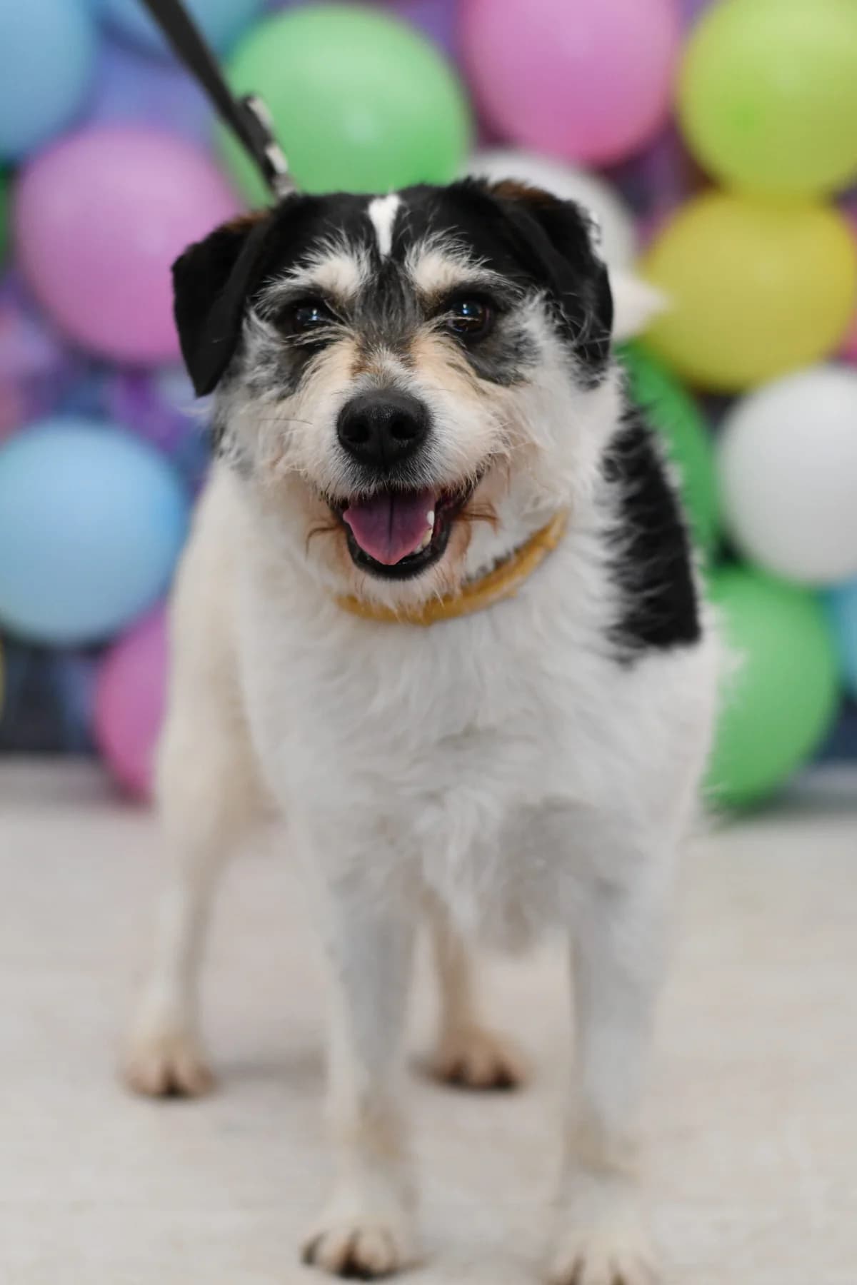 Baster, 7yo Mixed Breed for adoption at Schronisko dla Zwierząt w Zawierciu