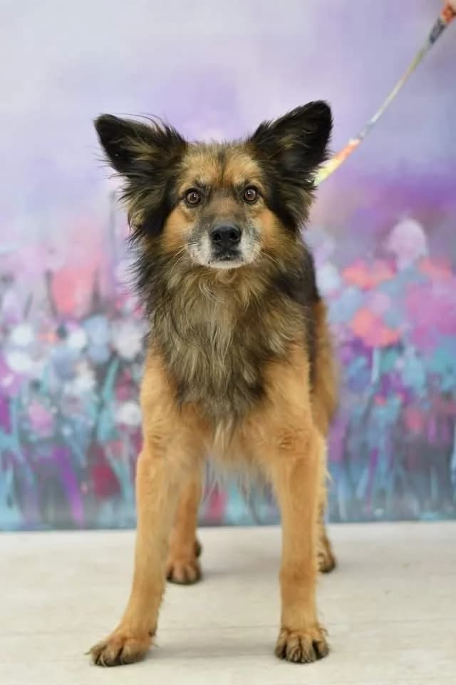 Brego, female 7yo Mixed Breed for adoption at Schronisko dla Zwierząt w Zawierciu