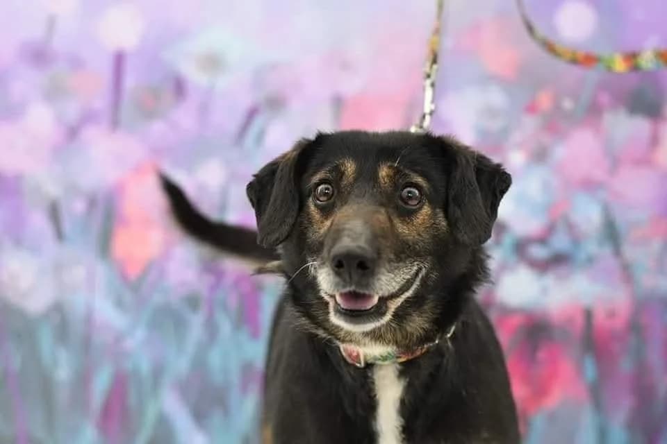 Denis, male 5yo Mixed Breed for adoption at Schronisko dla Zwierząt w Zawierciu