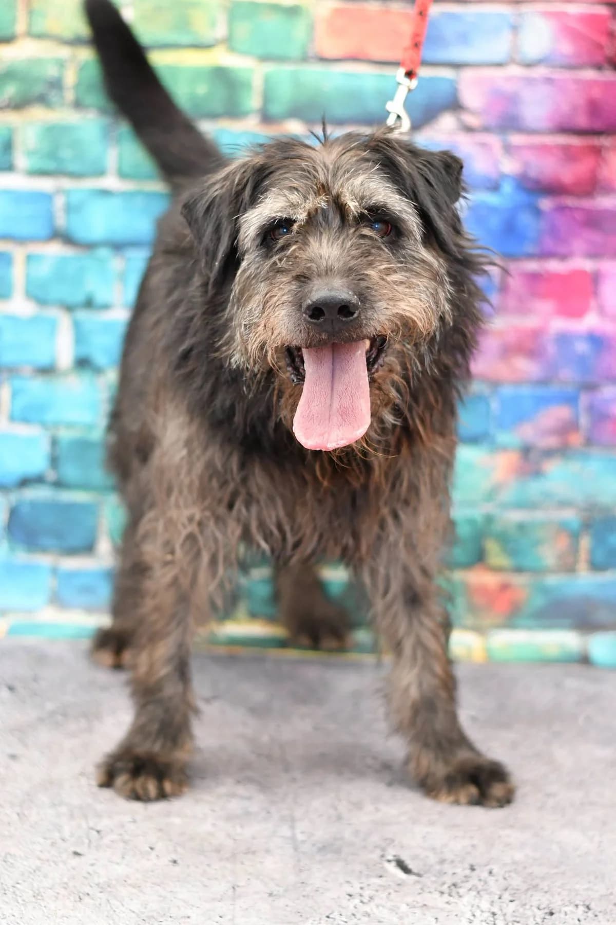 Factor, senior Mixed Breed for adoption at Schronisko dla Zwierząt w Zawierciu