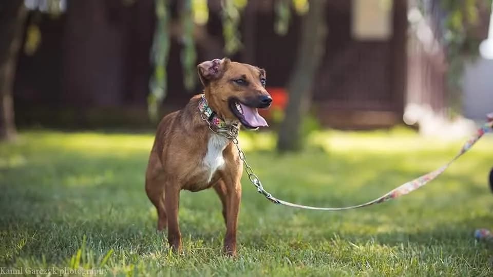 Figa, female Mixed Breed for adoption at Schronisko dla Zwierząt w Zawierciu