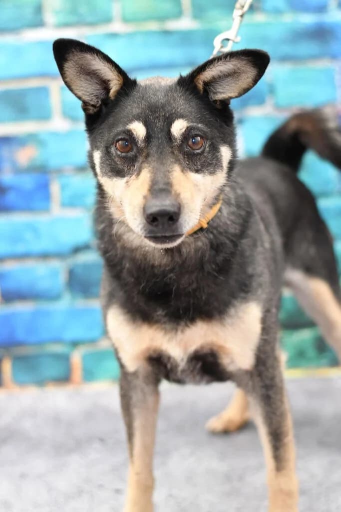 Fiko, female 6yo Mixed Breed for adoption at Schronisko dla Zwierząt w Zawierciu