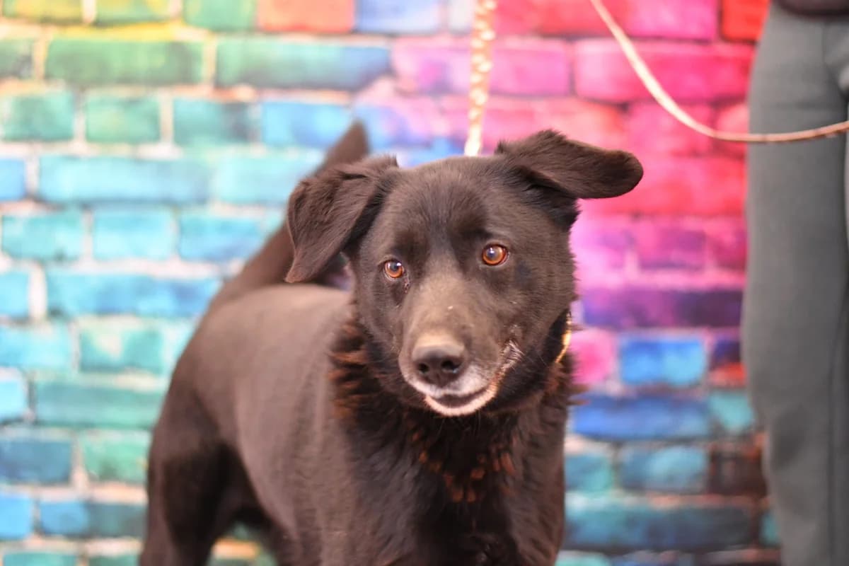 Forest, female 6yo Mixed Breed for adoption at Schronisko dla Zwierząt w Zawierciu