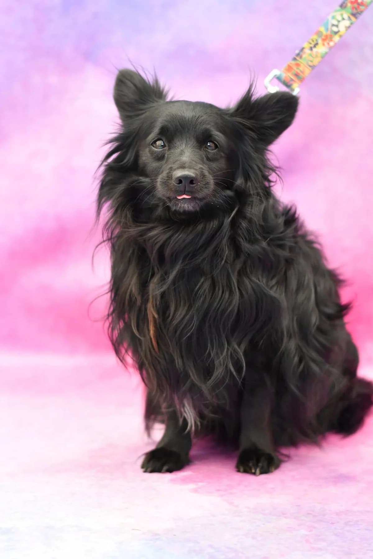 Frycek, male 6yo Mixed Breed for adoption at Schronisko dla Zwierząt w Zawierciu