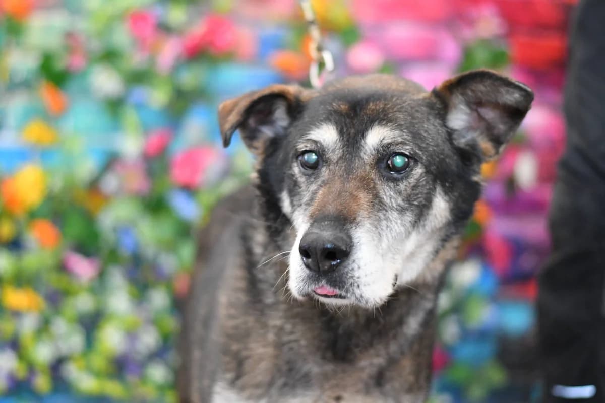 Harnaś, female senior Mixed Breed for adoption at Schronisko dla Zwierząt w Zawierciu