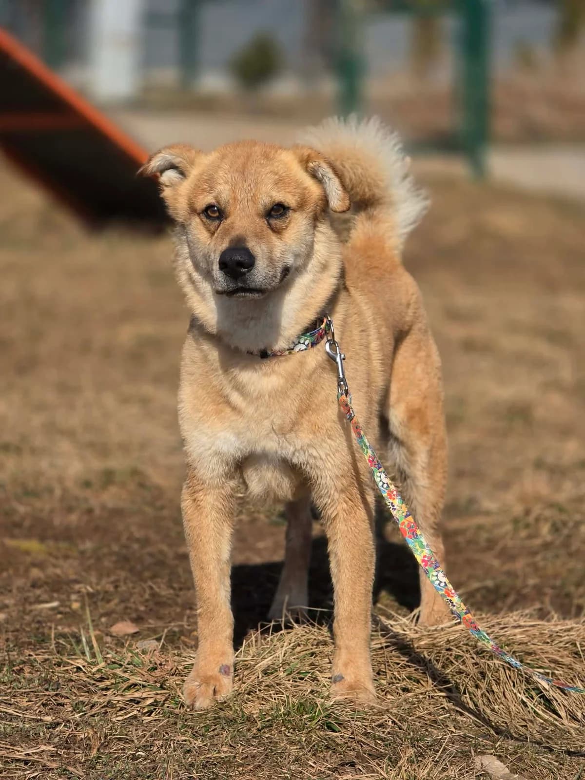 Kajtuś, senior Mixed Breed for adoption at Schronisko dla Zwierząt w Zawierciu