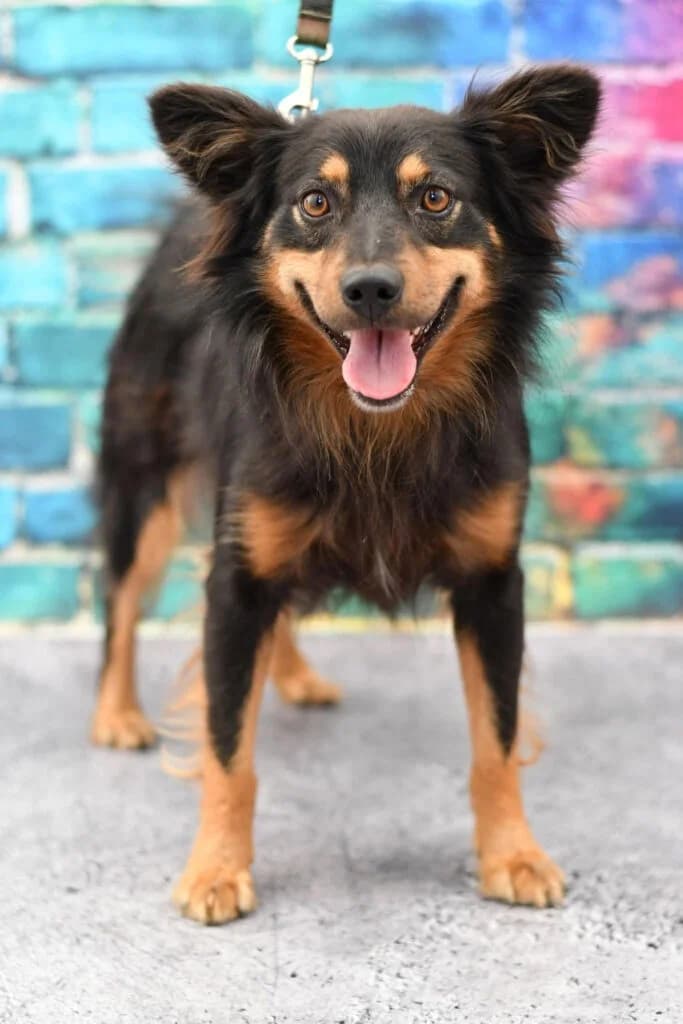 Kapsel, male young Mixed Breed for adoption at Schronisko dla Zwierząt w Zawierciu
