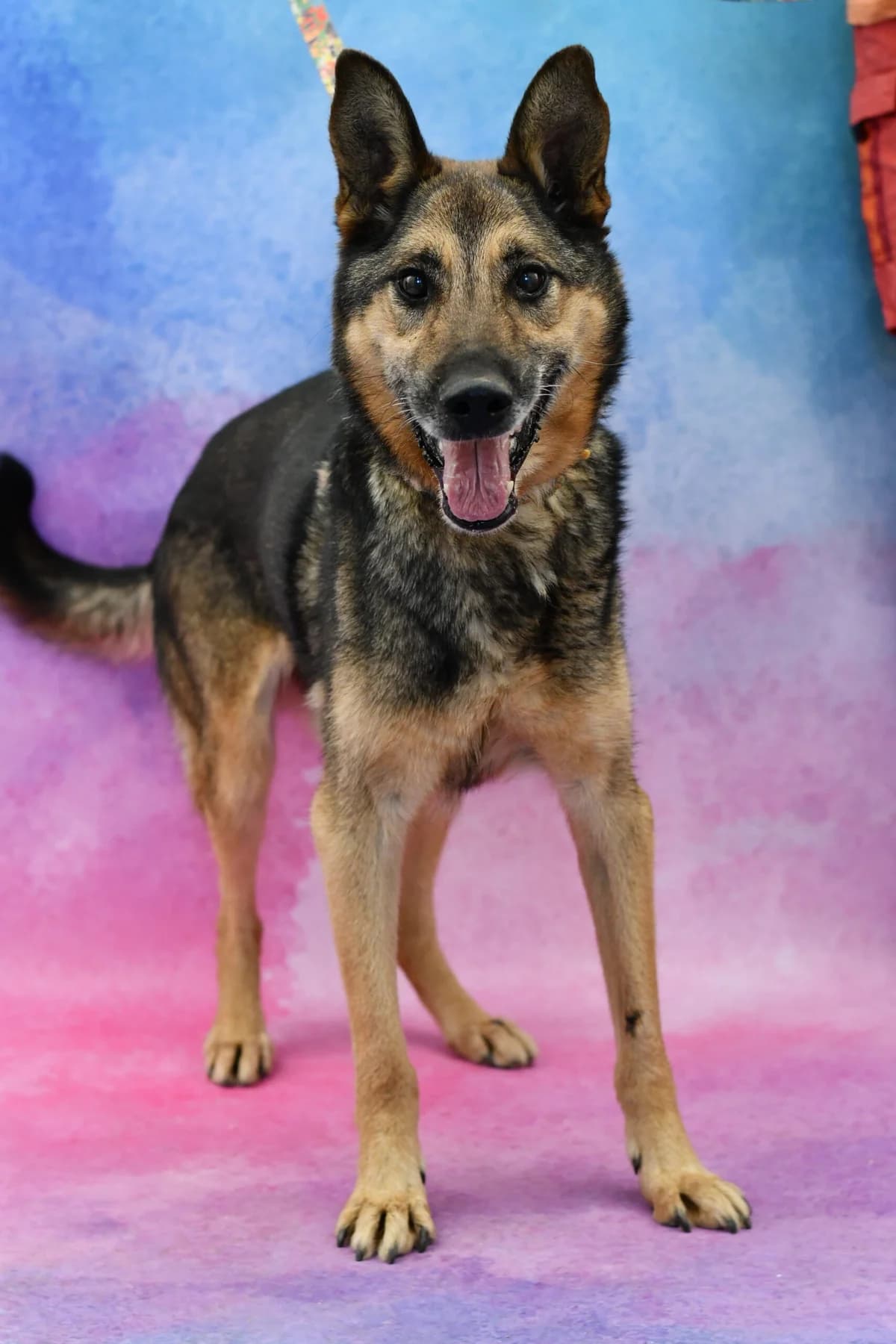 Laki, female senior Mixed Breed for adoption at Schronisko dla Zwierząt w Zawierciu