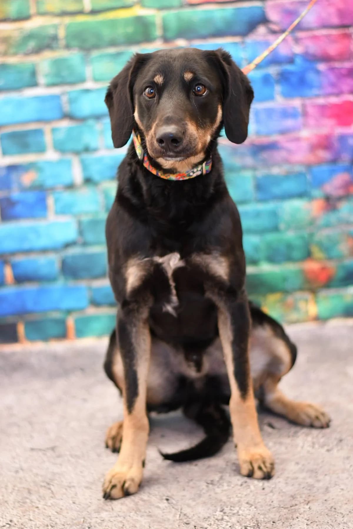 Leonard, male young Mixed Breed for adoption at Schronisko dla Zwierząt w Zawierciu