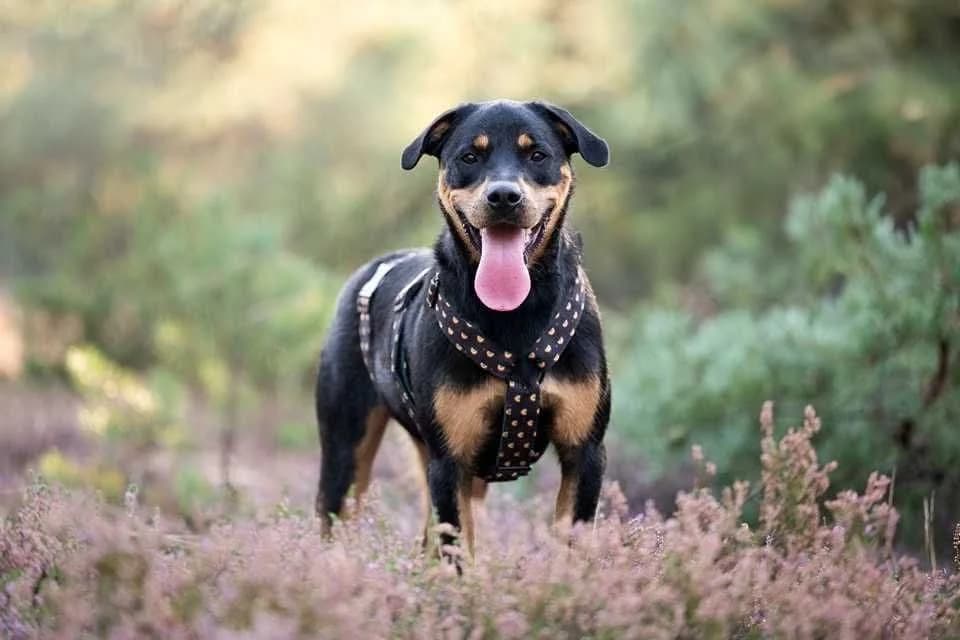 Neron, female Mixed Breed for adoption at Schronisko dla Zwierząt w Zawierciu