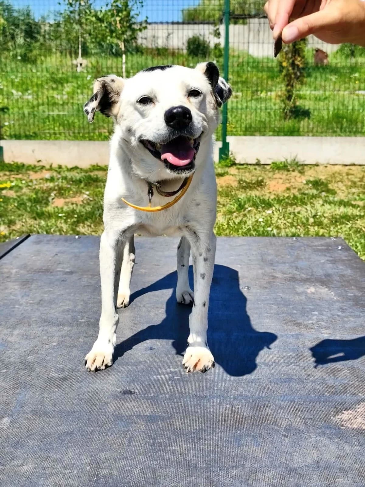 Piegusek, male senior Mixed Breed for adoption at Schronisko dla Zwierząt w Zawierciu