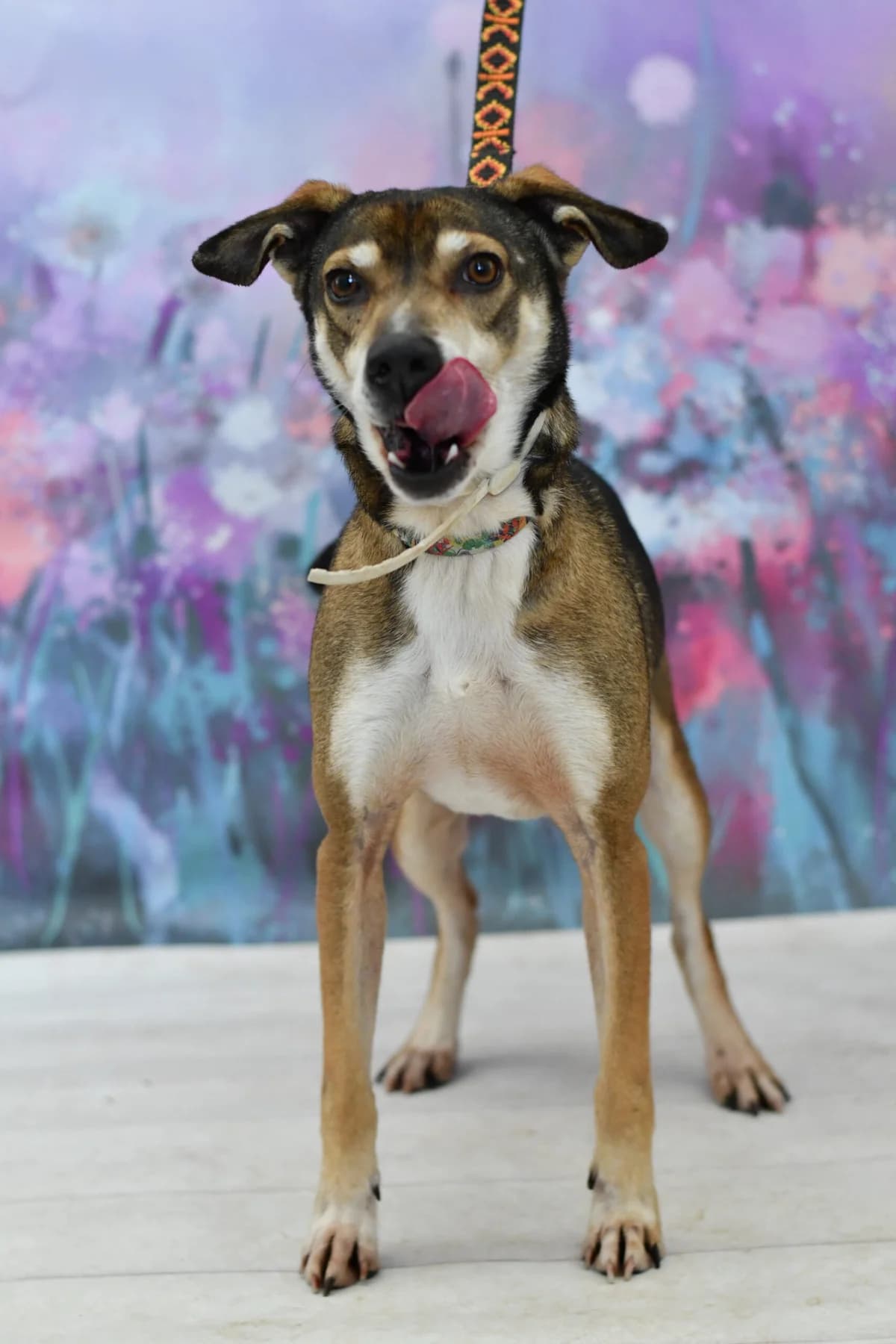 Placek, male 4yo Mixed Breed for adoption at Schronisko dla Zwierząt w Zawierciu