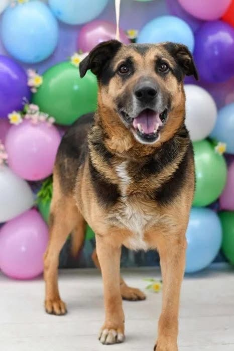 Pluto, male 7yo Mixed Breed for adoption at Schronisko dla Zwierząt w Zawierciu