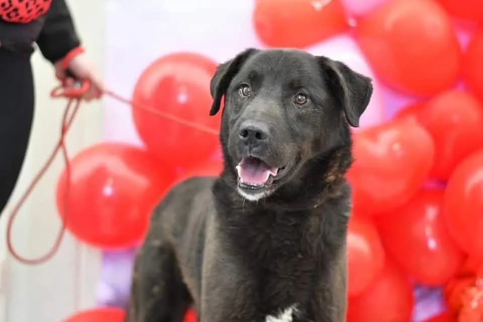 Remik, male 4yo Mixed Breed for adoption at Schronisko dla Zwierząt w Zawierciu