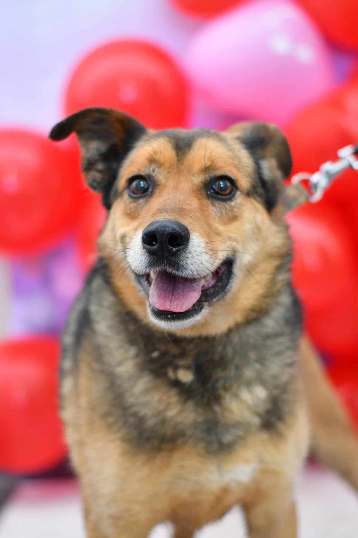 Roki, senior Mixed Breed for adoption at Schronisko dla Zwierząt w Zawierciu