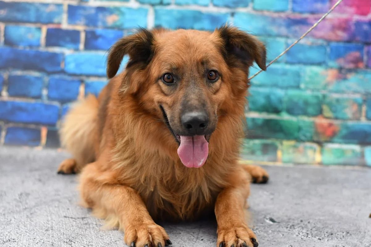 Rumcajs, female young Mixed Breed for adoption at Schronisko dla Zwierząt w Zawierciu