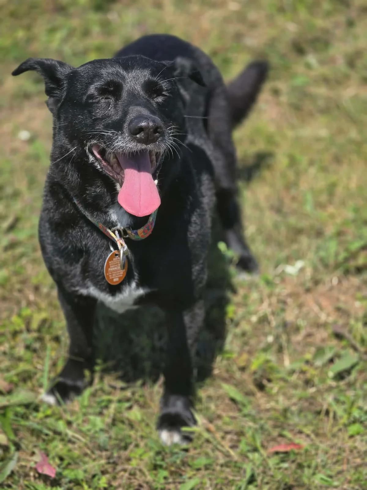 Skałka, female senior Mixed Breed for adoption at Schronisko dla Zwierząt w Zawierciu