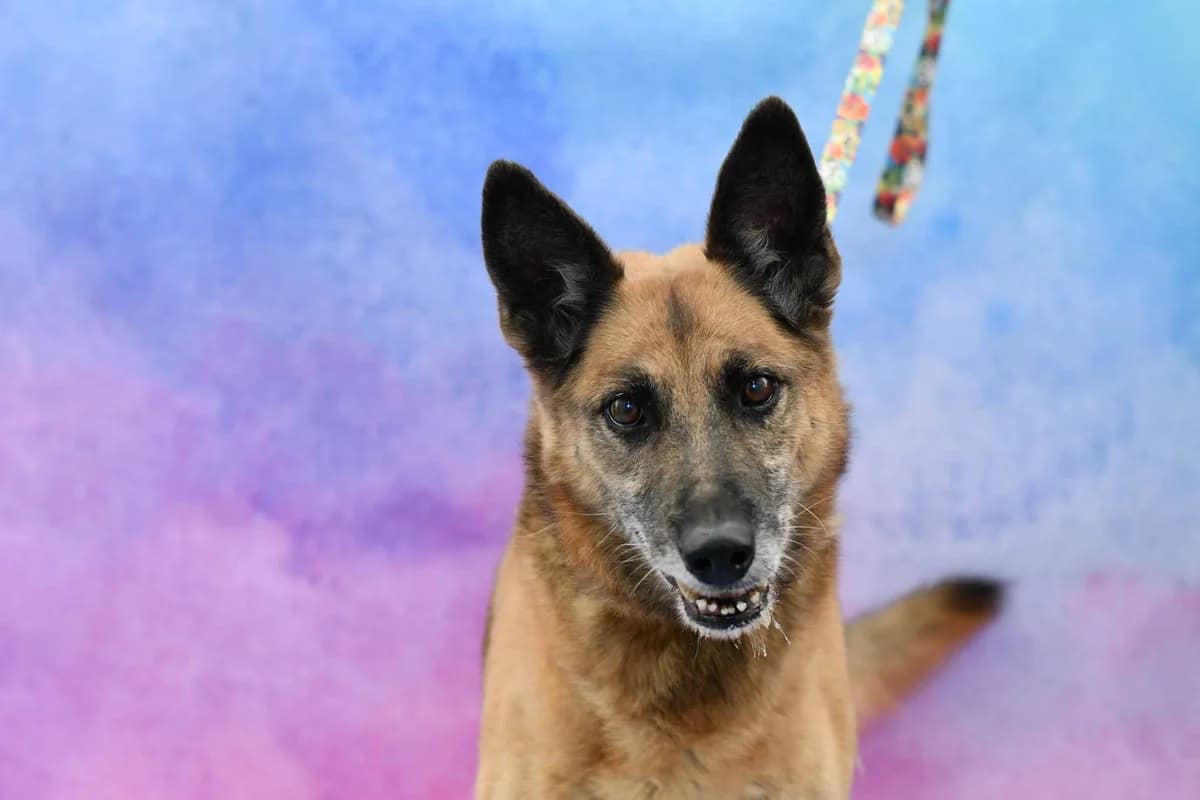 Spajder, senior Mixed Breed for adoption at Schronisko dla Zwierząt w Zawierciu