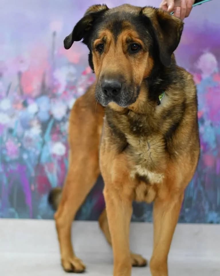 Sylwester, male senior Mixed Breed for adoption at Schronisko dla Zwierząt w Zawierciu