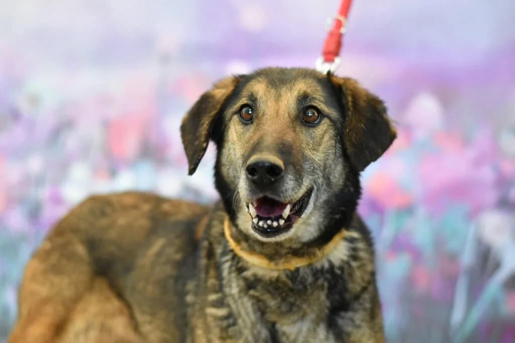 Szila, female senior Mixed Breed for adoption at Schronisko dla Zwierząt w Zawierciu