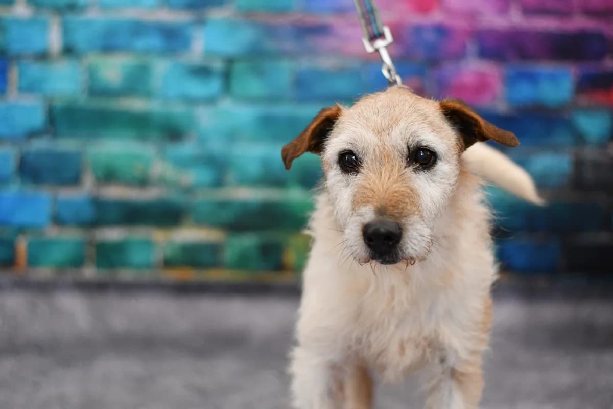 Tery, female senior Mixed Breed for adoption at Schronisko dla Zwierząt w Zawierciu