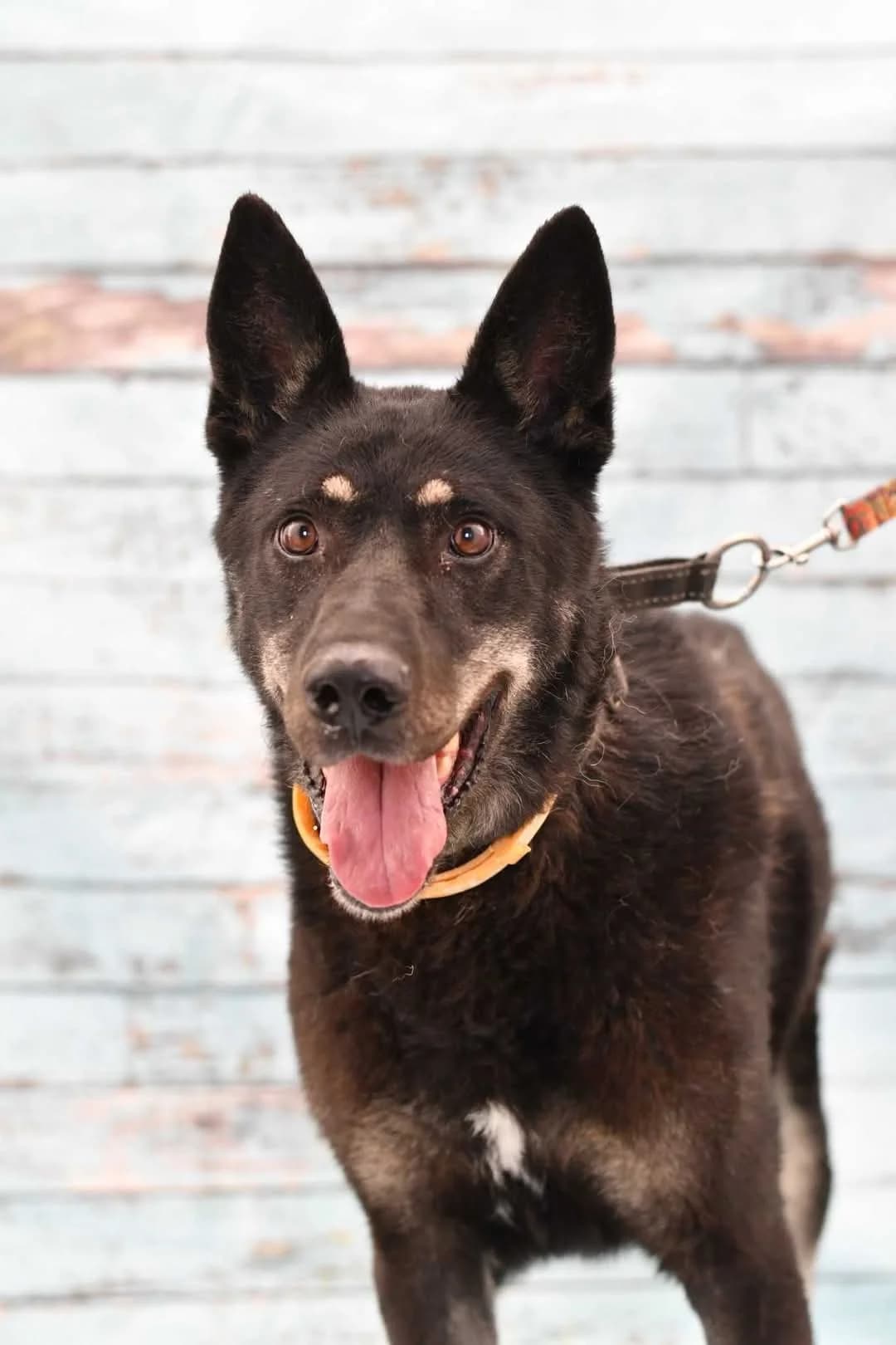 Toudi, female senior Mixed Breed for adoption at Schronisko dla Zwierząt w Zawierciu