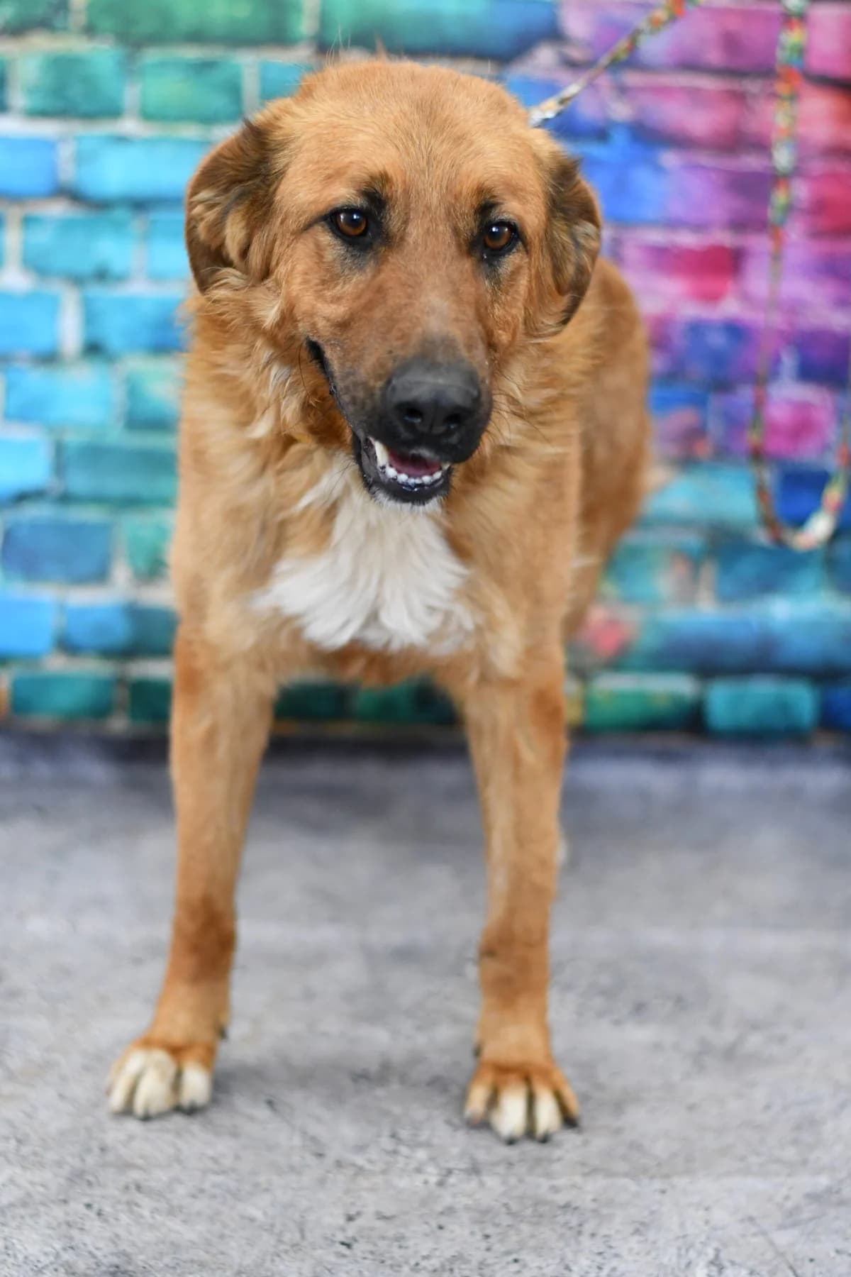 Trójłapek, female 3yo Mixed Breed for adoption at Schronisko dla Zwierząt w Zawierciu