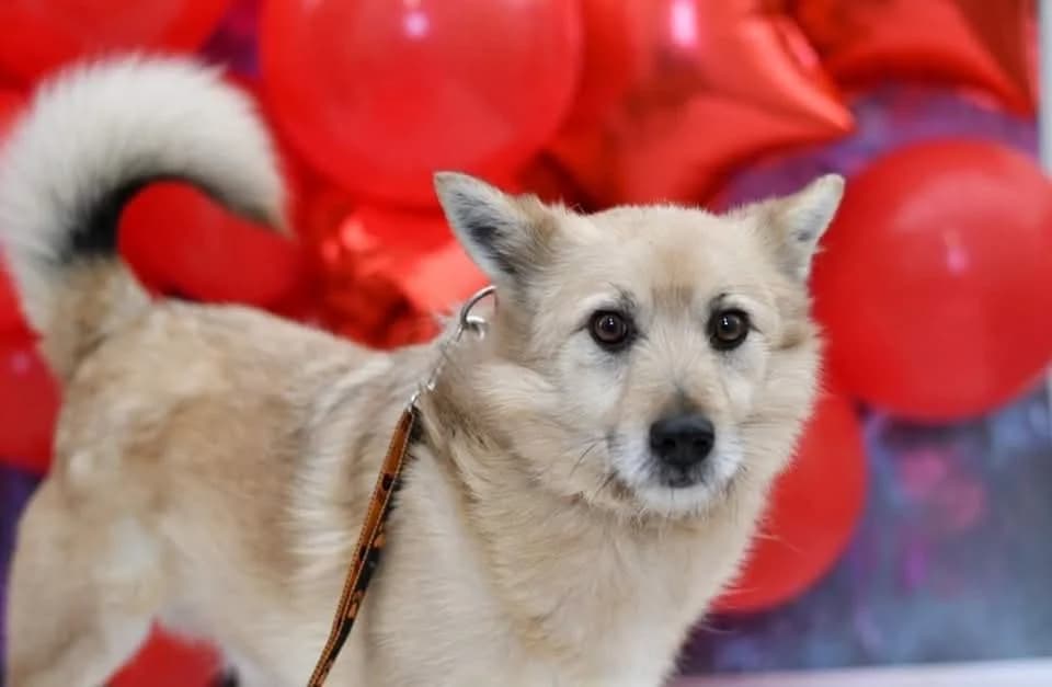 Urwis, female 6yo Mixed Breed for adoption at Schronisko dla Zwierząt w Zawierciu